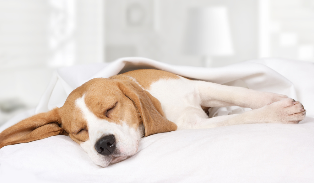 あなたの犬は睡眠不足？適切な睡眠時間と快眠方法をしって愛犬を病気から守ろう！