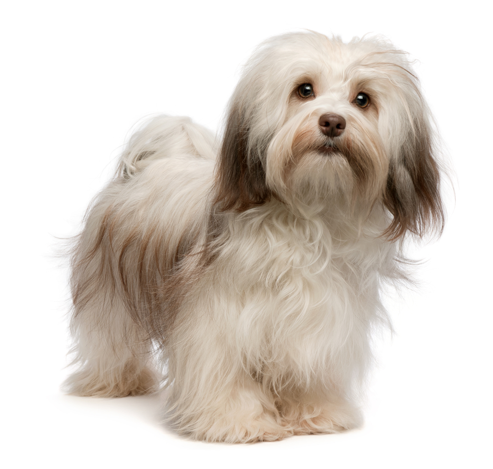 Portrait of a beautiful standing chocolate havanese dog isolated on a white background