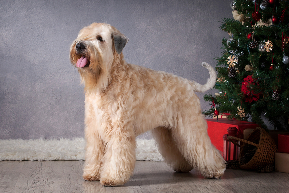 Irish soft coated wheaten terrier on Christmas background