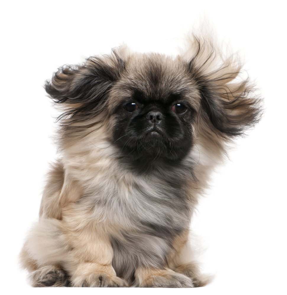Pekingese puppy with windblown hair, 6 months old, sitting in front of white background