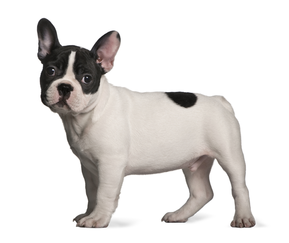 French bulldog puppy (3 months old)