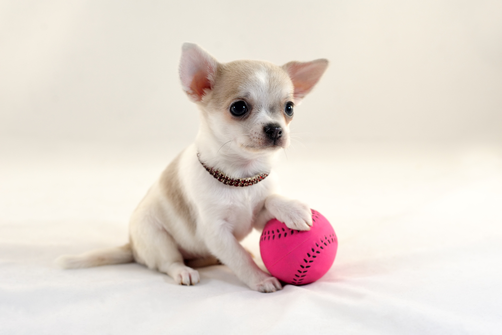 Cute short-haired white color miniature Chihuahua puppy with a tennis ball on white background. The puppy is 2 months old in the picture.