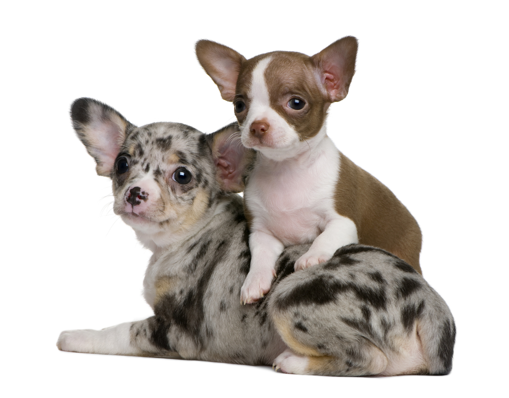 Two Chihuahua puppies, one is chocolate and white and the other one is blue merle, 8 weeks old, in front of white background
