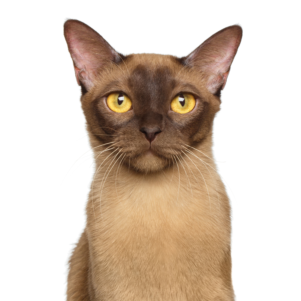 Portrait of Chocolate Burmese Cat Curious Gazing in camera isolated on white background, front view