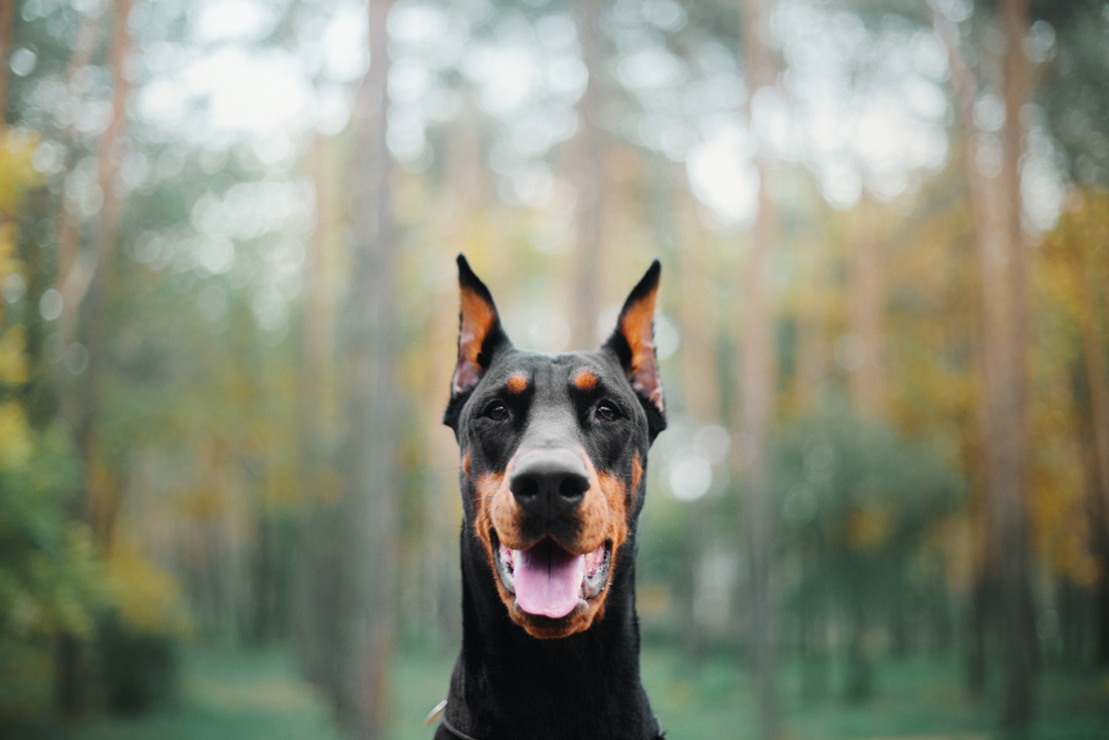 Doberman Pinscher dog