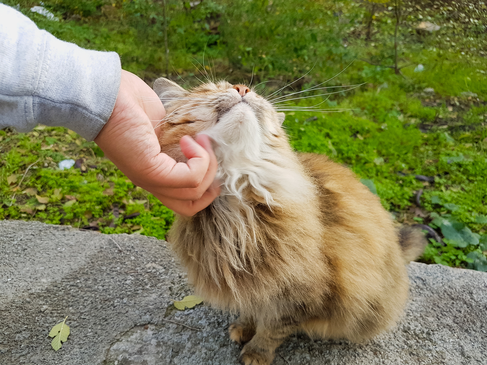 cat stroked by mans hand