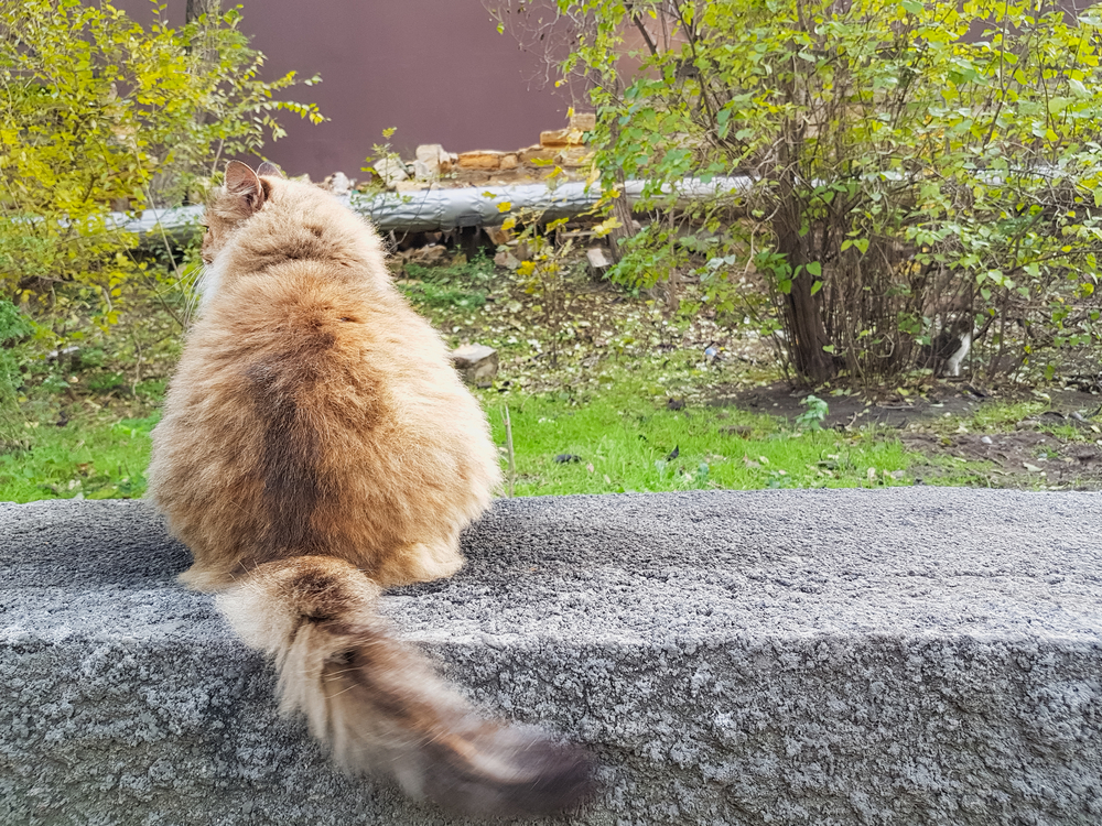fat fluffy cat in the park back view
