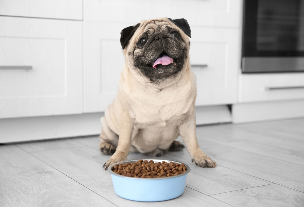 犬がご飯を残す、ご飯を食べない理由とは一体何なのでしょうか？