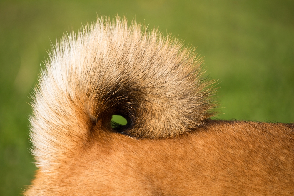 presentation of the coiled tail of an adult male shiba inu dog