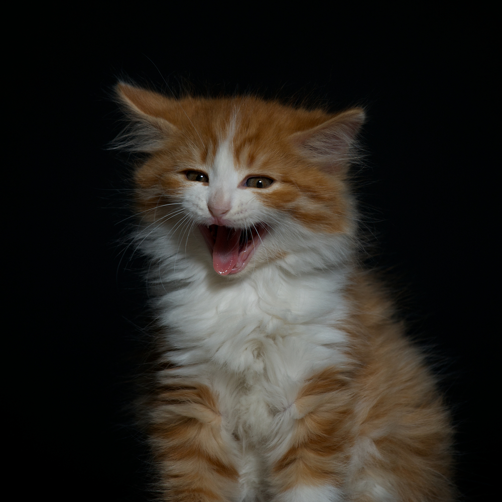 Kitten sitting and yawning, red white kitten on black background, Cymric.