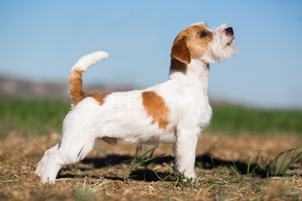 Jack Russell Terrier  dog stands sideways - conformation