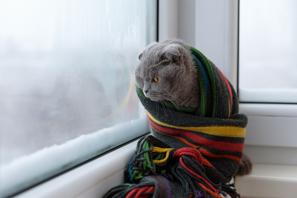 冬の猫と窓