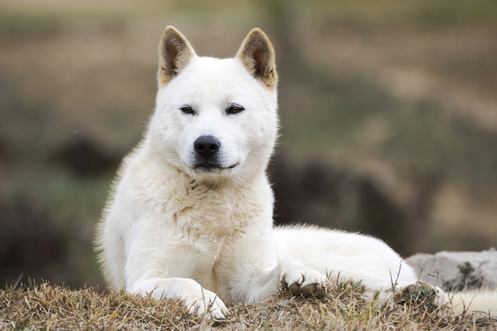 Portrait of a Korean Jindo dog. The Jindo dog has been officially designated Koreas Natural Memorial No. 53. It is brave, intelligent, and fiercely loyal to its master.