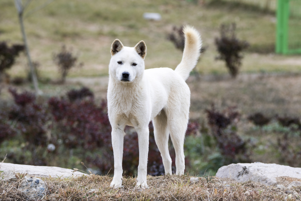 Portrait of a Korean Jindo dog. The Jindo dog has been officially designated Koreas Natural Memorial No. 53. It is brave, intelligent, and fiercely loyal to its master.