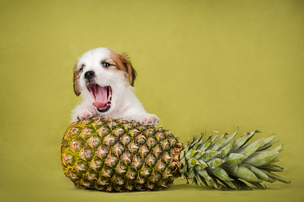 犬にパイナップルはOK！食べてもいい量と与えるときの注意点！