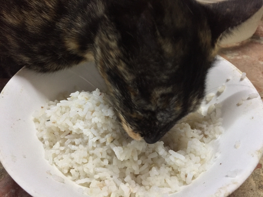 お米を食べている猫
