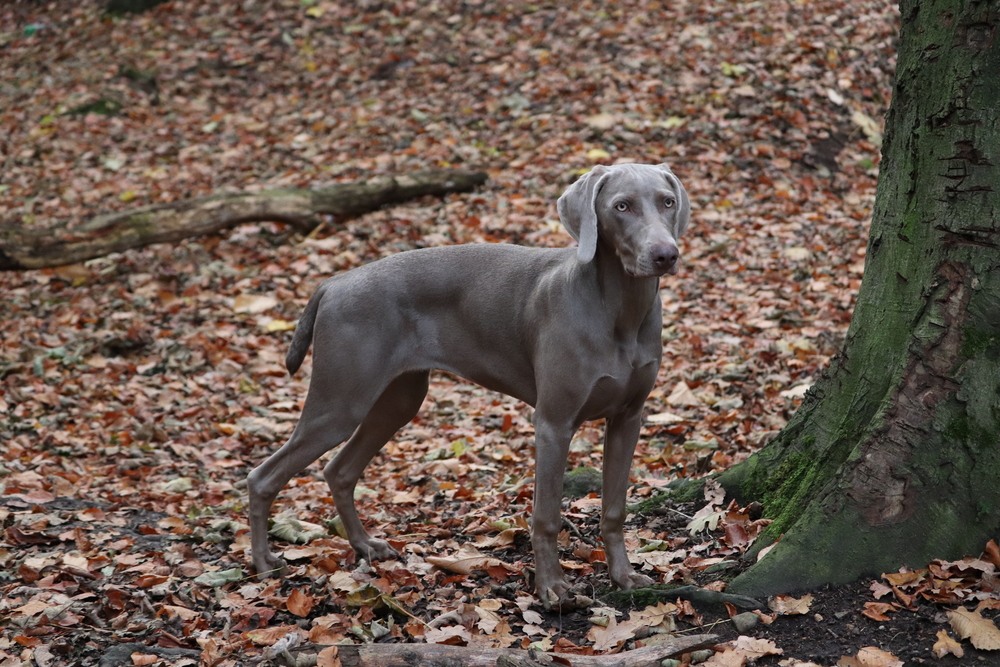 Weimaraner dog walking in the woods