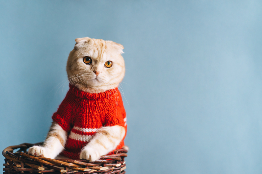 猫に洋服は着せたほうが良い？洋服のメリットデメリットや着せる時のポイントを紹介！