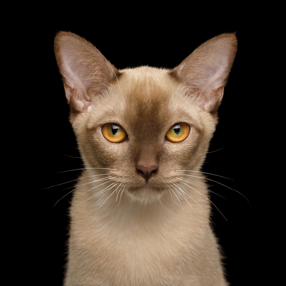 Portrait of Chocolate Burmese Young Cat isolated on black background, front view