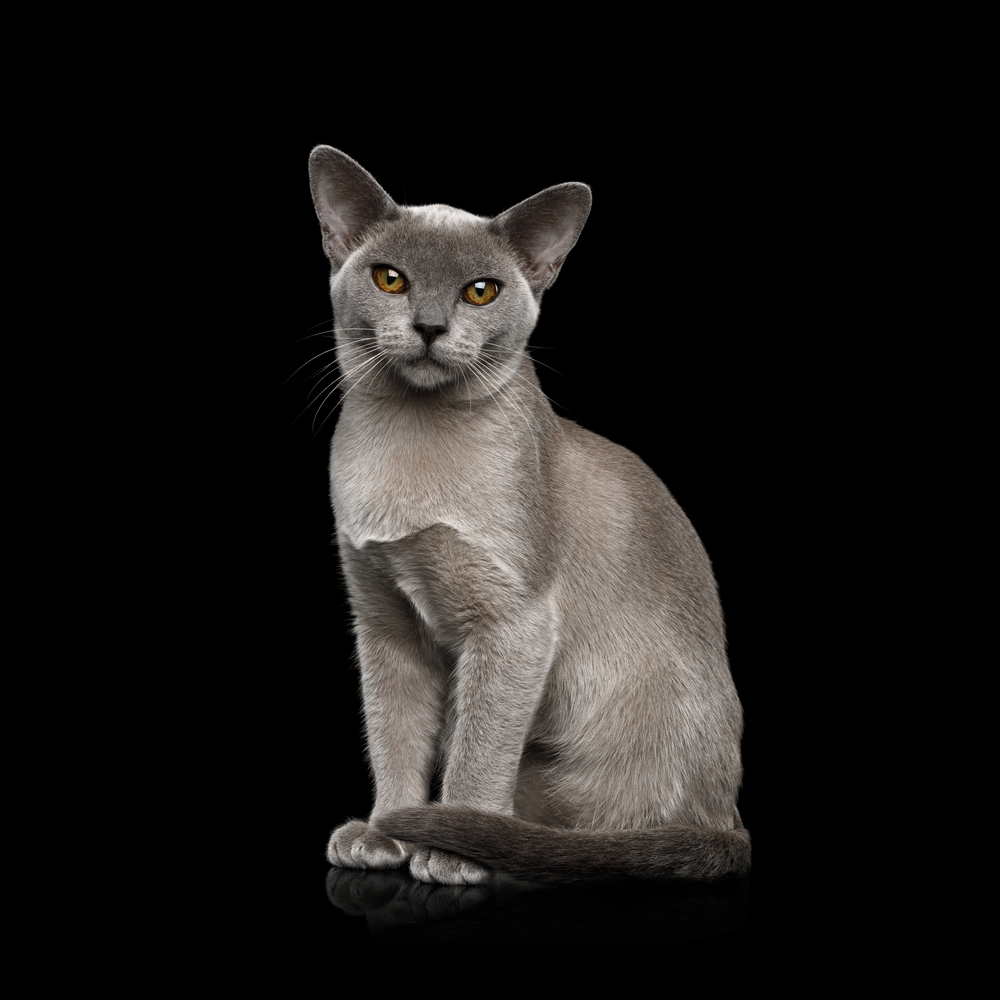 Adorable Blue Burmese Cat with unusual eyes Sitting on isolated on black background, front view
