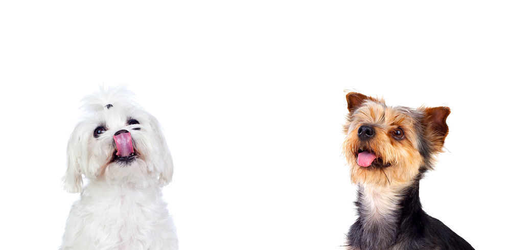 Two different dogs looking up isolated on a white background