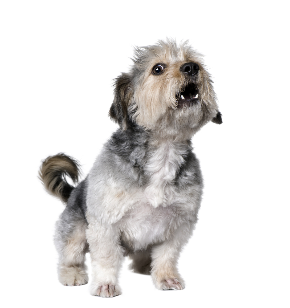 Cross Breed dog barking, 4 years old, in front of white background, studio shot