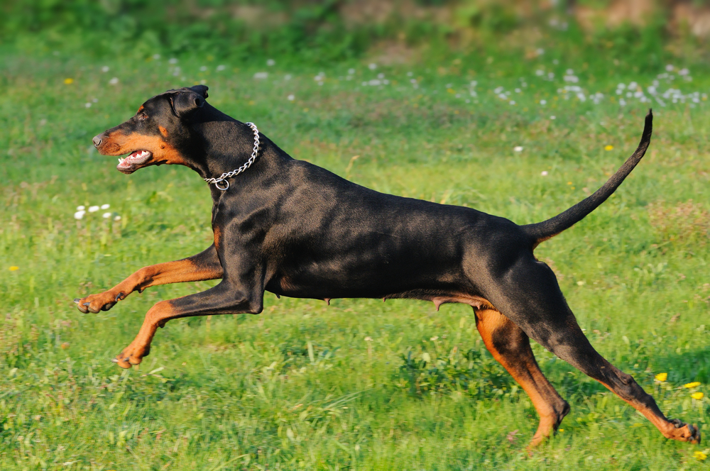 young black doberman dog running on the green grass  Dobermann