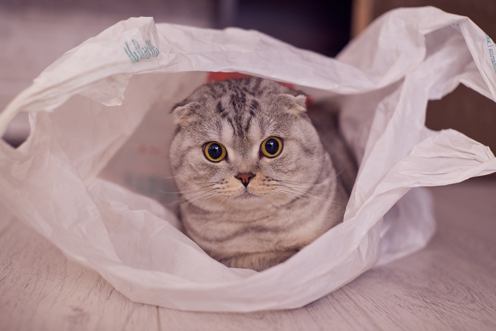 Cute cat sits in a white plastic bag