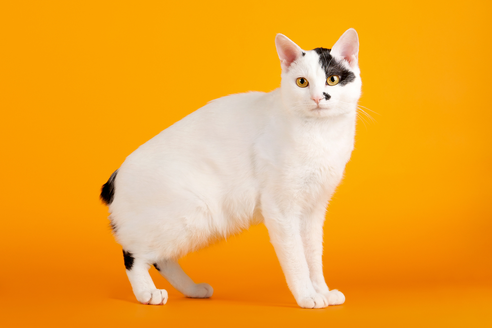 しっぽが短い猫がいるのはなぜ？短いしっぽをもつ猫種の特徴や性格を紹介