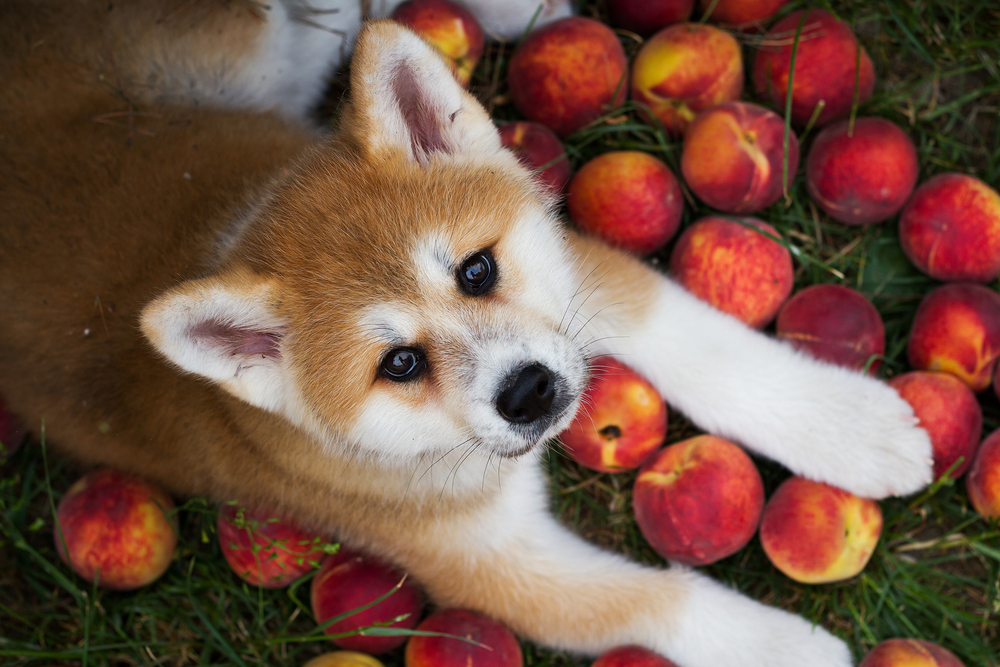 【獣医師監修】犬に桃はOK！食べてもいい量と与えるときの注意点！【2023年版】
