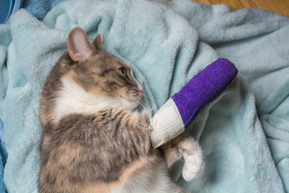 cat broke the leg