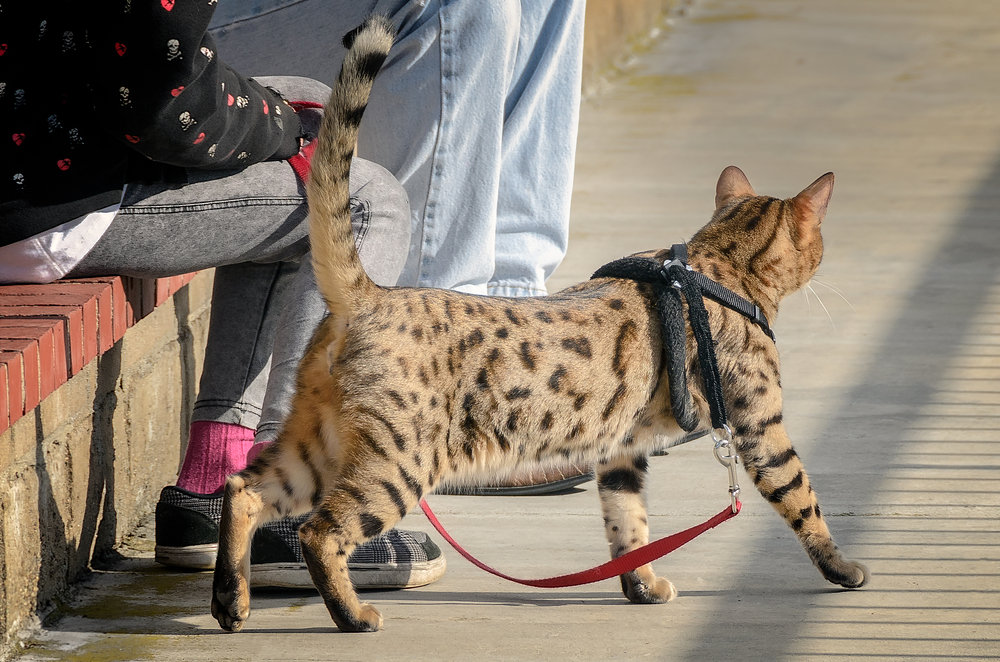 Domestic cheetoh cat on a leash.