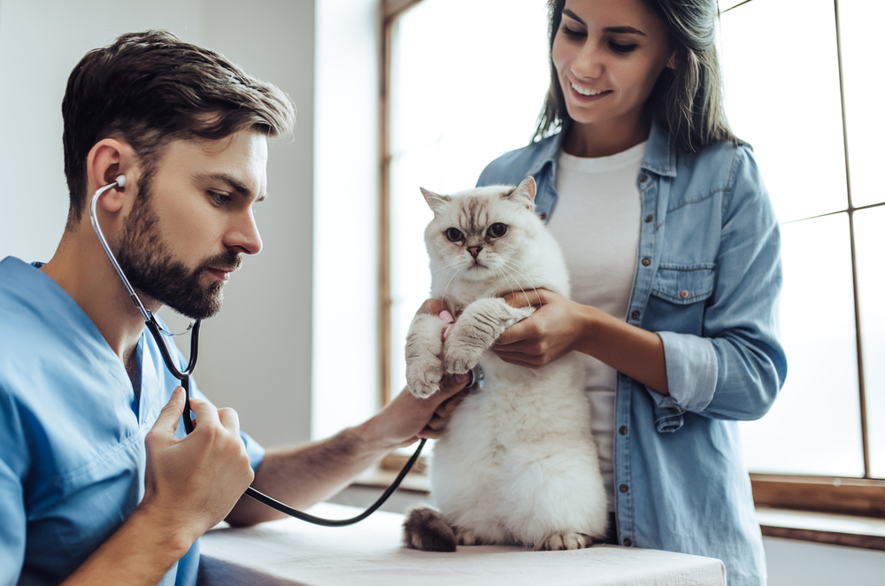 猫の尿検査にかかる費用ってどれくらい？検査方法や検査で分かる病気も合わせて紹介！