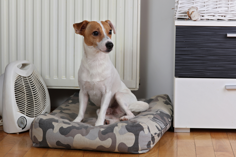 Home heating. Dog near to radiator