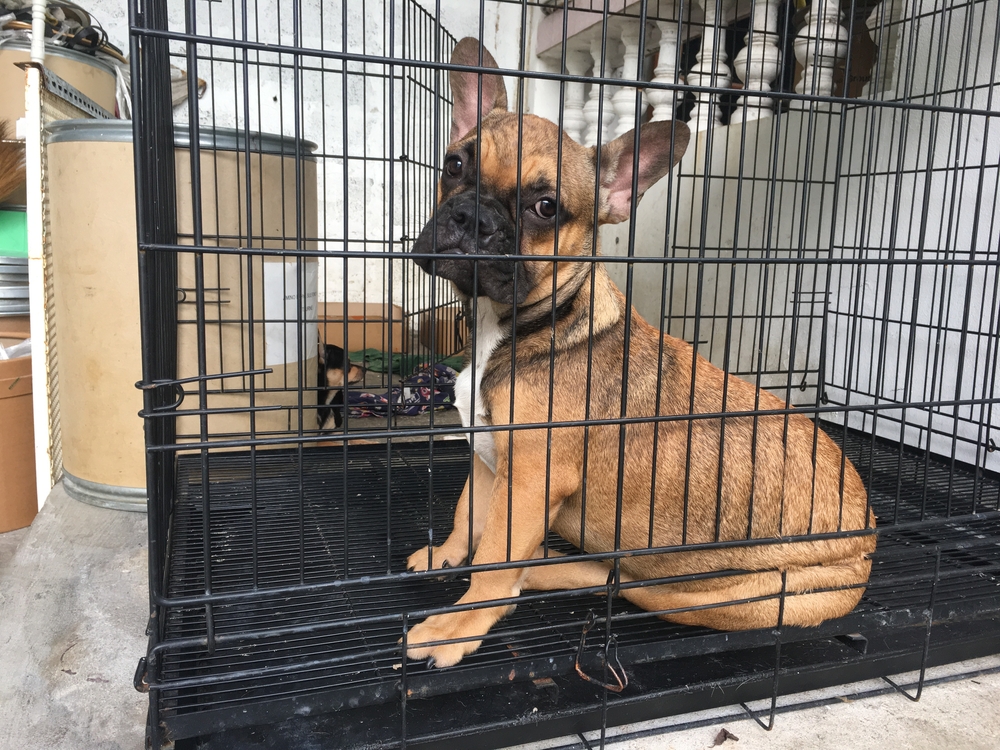 French bulldog puppy sit stay and calm in the cage, nobody, lonely, cute dog.