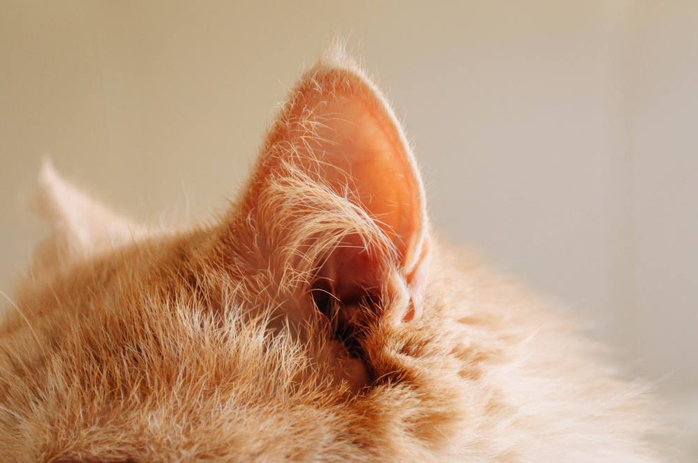 猫の耳