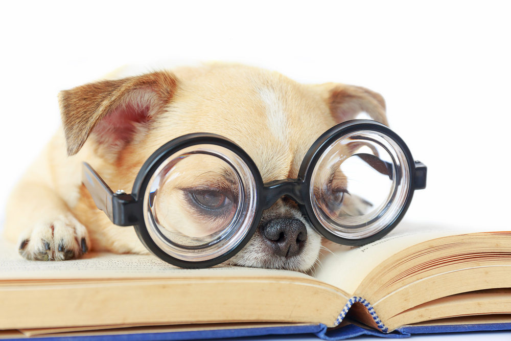 Chihuahua dog wear nerd glasses for read book.