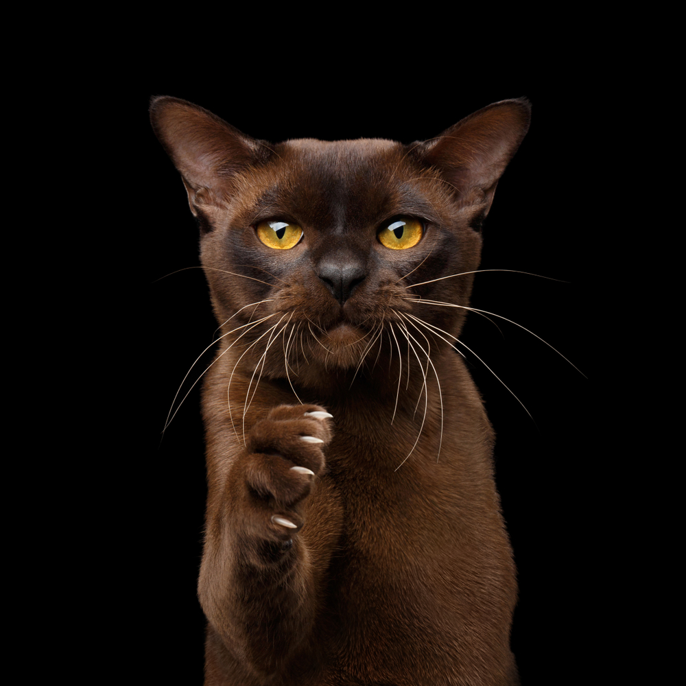 Portrait of Brown Burmese Cat Raising paw with sharp claws for handshake isolated on black background, front view