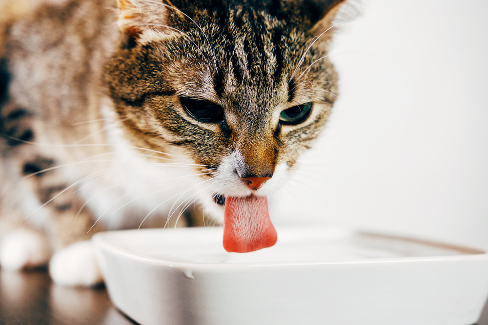 水を飲んでいる猫