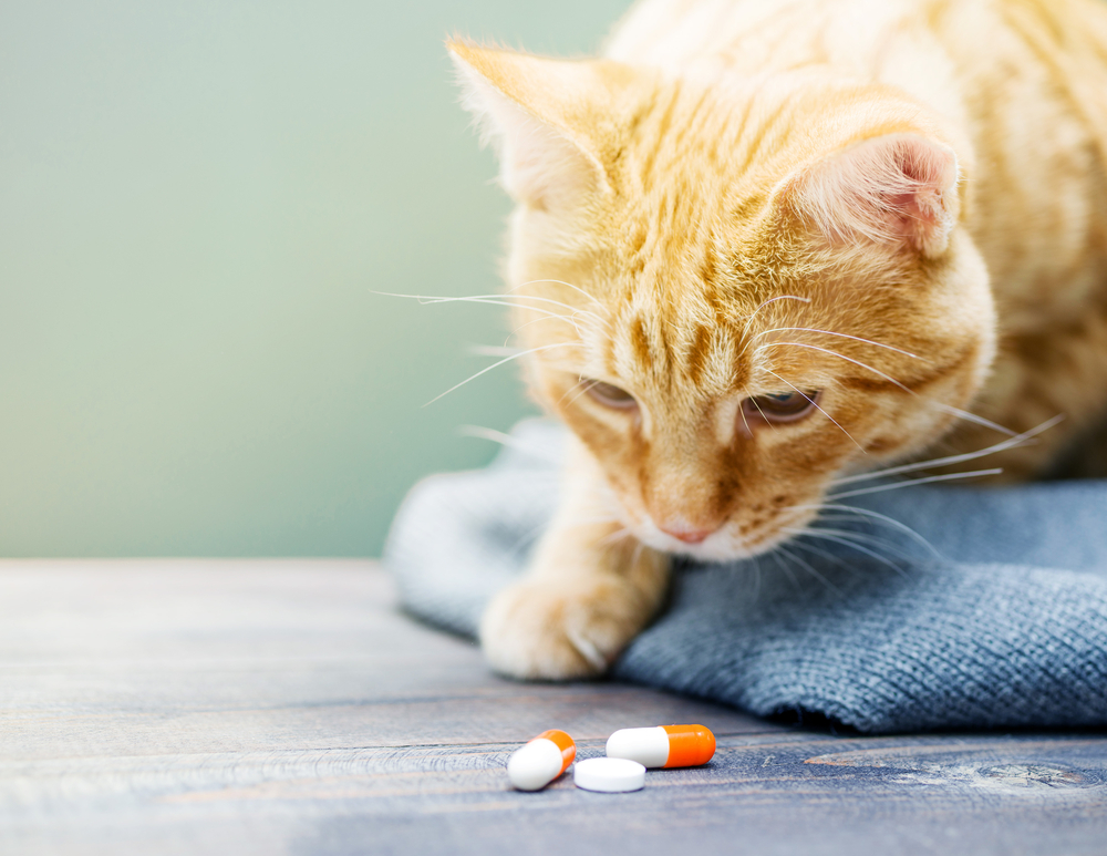 猫と薬