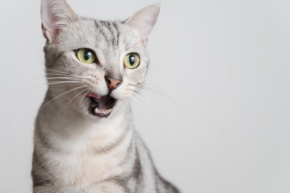 猫の発情期・オスはどんな症状？オス猫の発情期の行動や特徴を解説