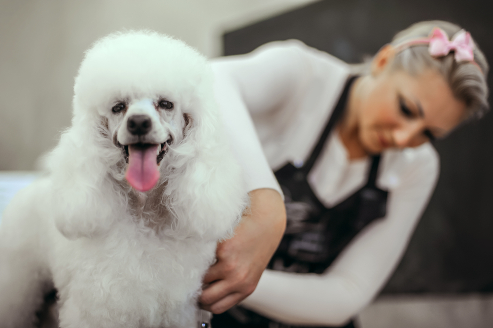 Grooming a little dog in a hair salon for dogs. Beautiful white poodle