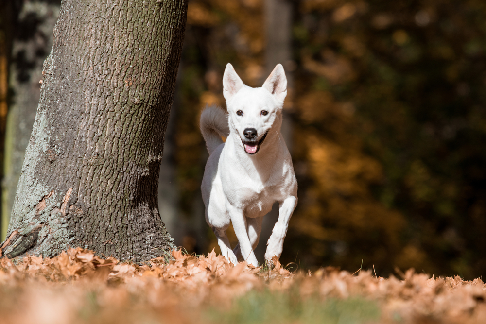Canaan dog in park 