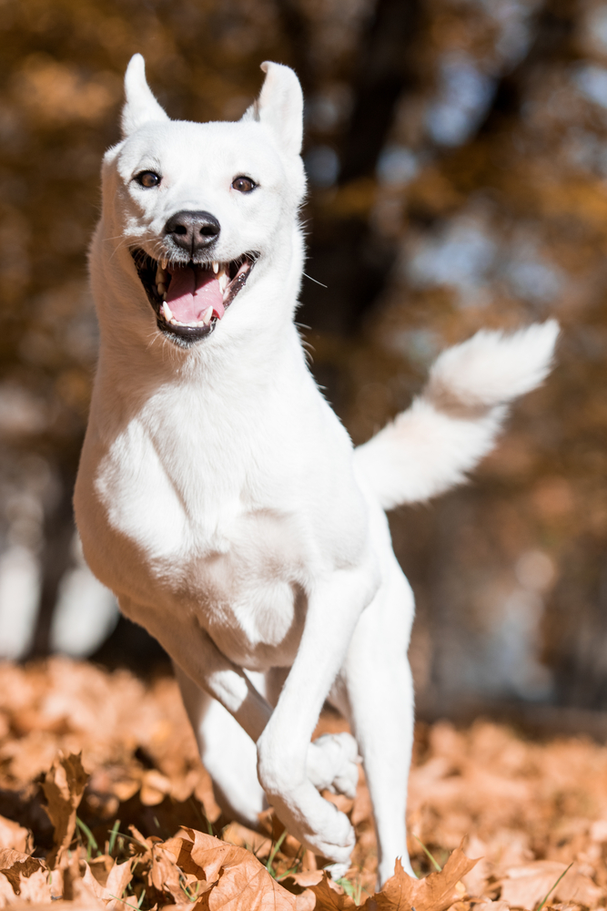 Canaan dog in park 