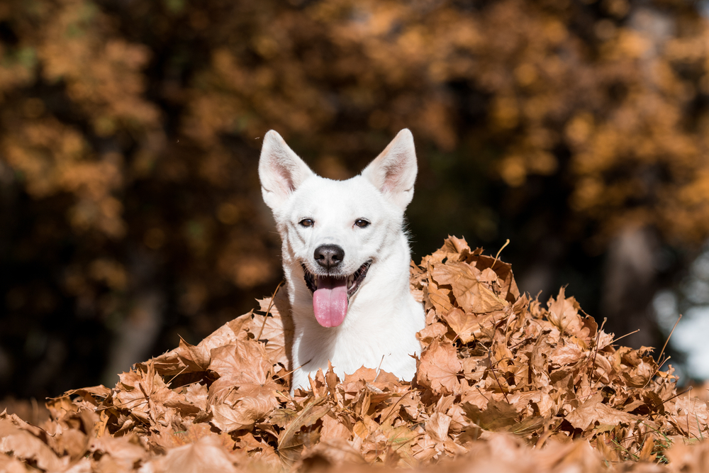 Canaan dog in autumn