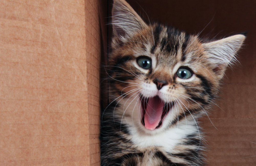 Tabby kitten smiling