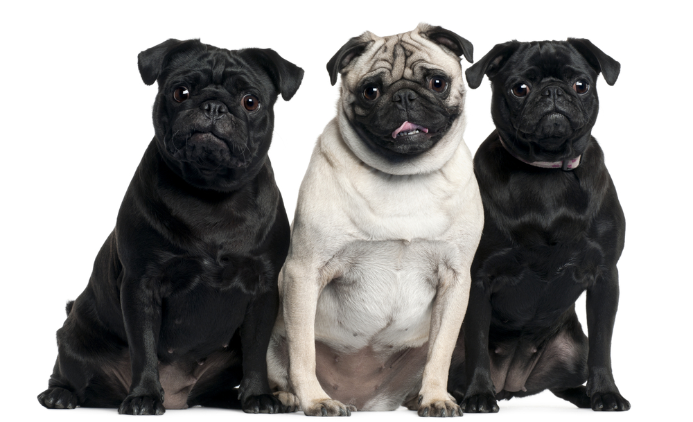 Three Pugs sitting in front of white background