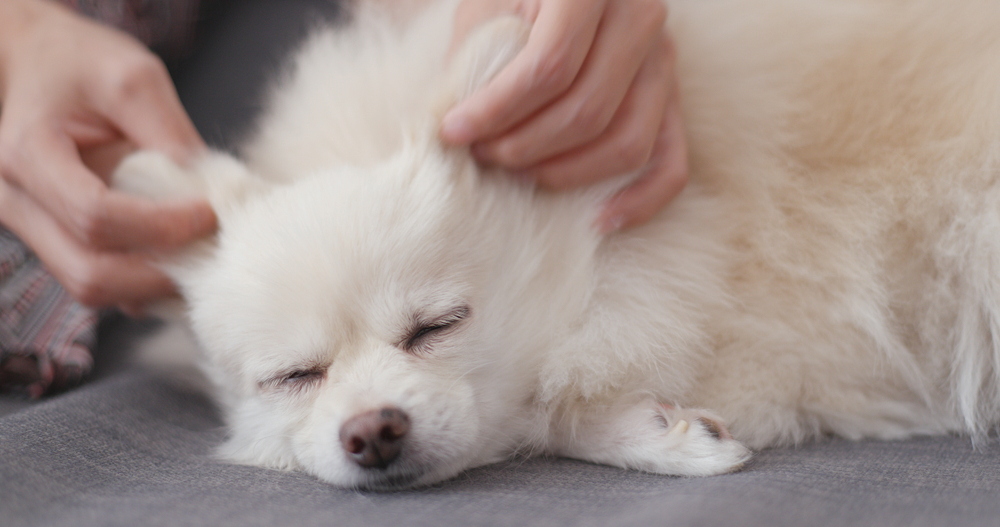 Pet owner massaging on her dog 