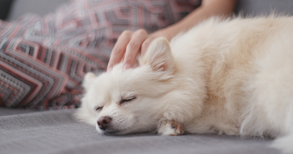 Pet owner massage on her white dog 