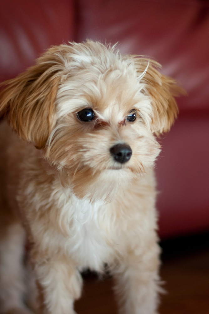 Gracie girl the sweet little Chihuahua Maltese mixed puppy